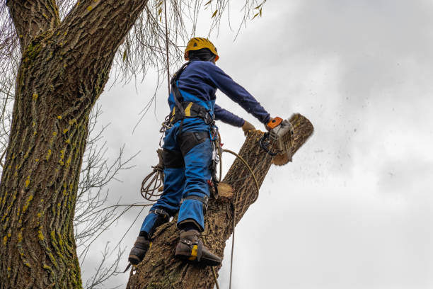 Best Emergency Tree Removal  in Sherman, IL