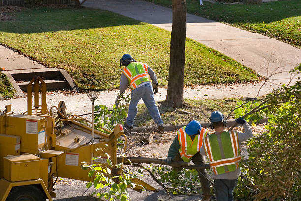 Best Palm Tree Trimming  in Sherman, IL