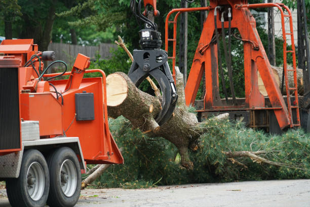 Best Tree Cabling and Bracing  in Sherman, IL