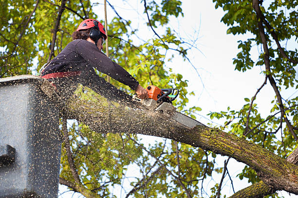 Best Leaf Removal  in Sherman, IL